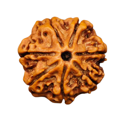 7 Mukhi Rudraksha