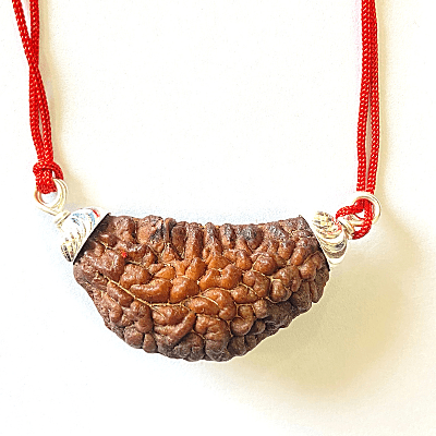 1 Mukhi Rudraksha